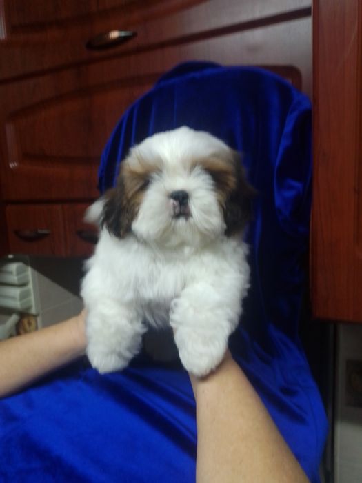 Маленьке медвежатко Ши-тцу.