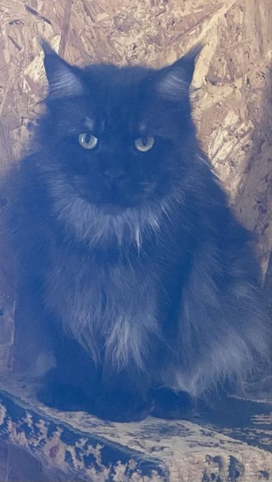 Кошка МЕЙН КУН черный дым