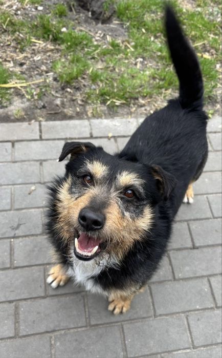 Humus samiec pies do adopcji kalisz poznan wroclaw lodz