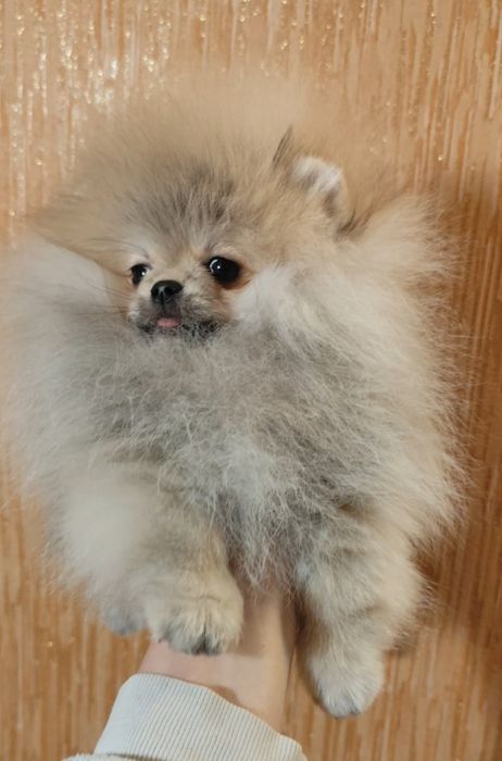 Хлопчик для виставок та розпліднення