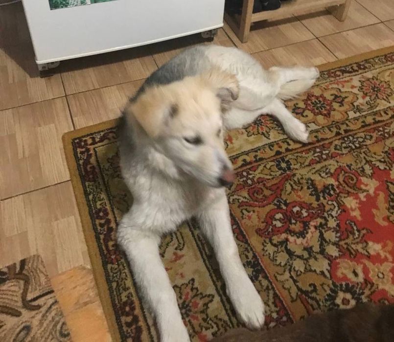 Стерилізована Умка шукає відповідальних батьків!