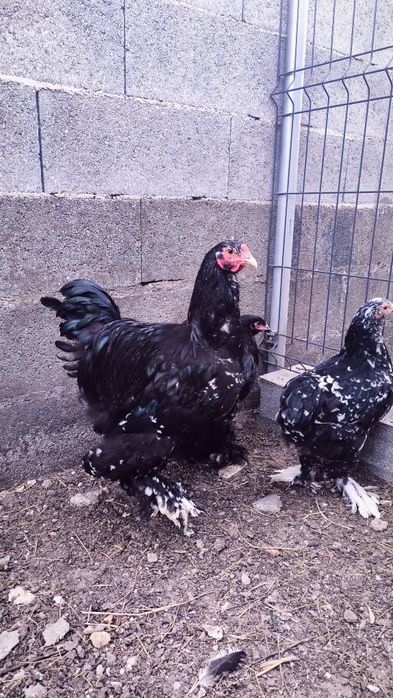 Galos Brahma Mottled