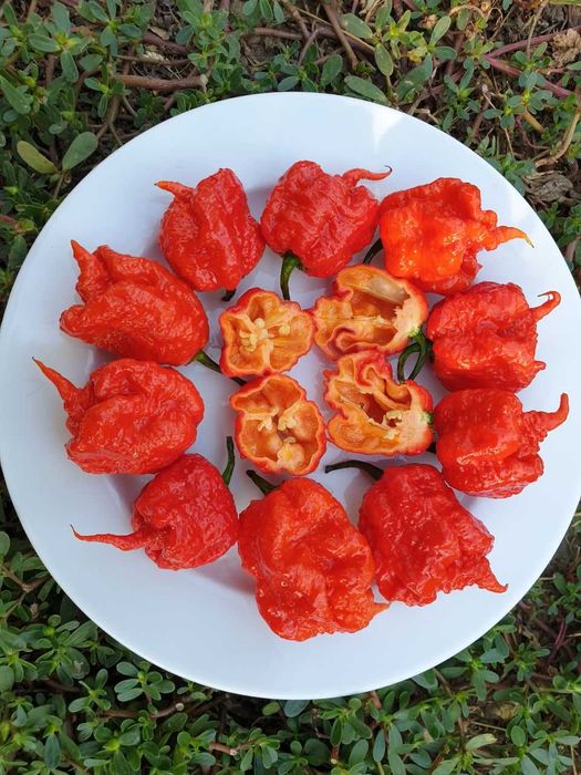 Продам насіння Carolina Reaper Red/ Кароліна Ріпер Червоний