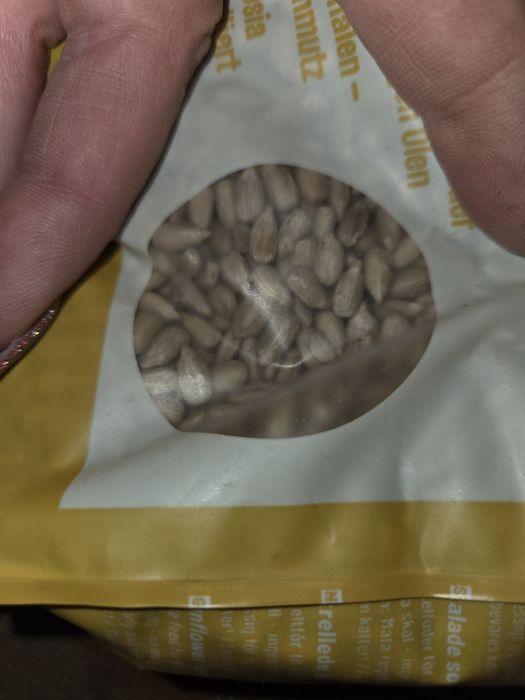 Slonecznik luskany dla ptakow