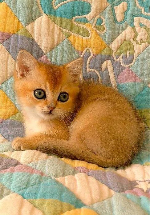 Шотландские котята (ЗОЛОТАЯ ШИНШИЛЛА)