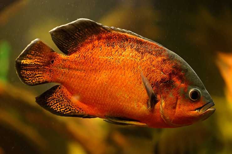 Астронотус тигровий, оскар, альбінос  (Astronotus ocellatus)