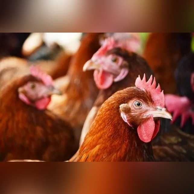 Kury nioski z jajkiem młode kurki dowóz