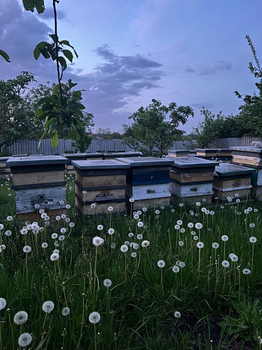 Продам бджолосім'ї на 230 та 300 рамка