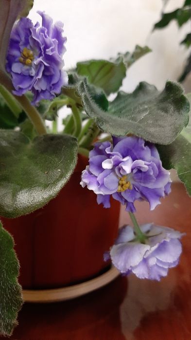 Комнатные цветы, цветы в горшках, фиалка, хойя