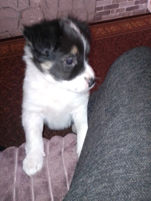 Две малышки ищут дом