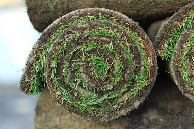 Trawa z rolki trawnik w rolkach trawniki rolowane. Gotowy trawnik.