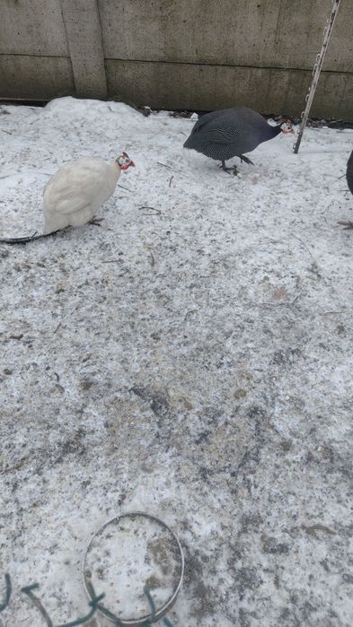 Sprzedam duże ładne indyki i małe pisklęta