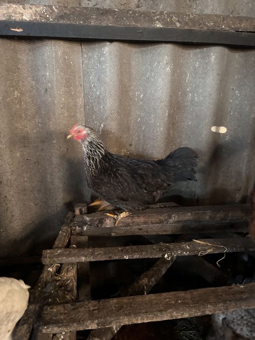 Продам карликових курей 2024-2025року