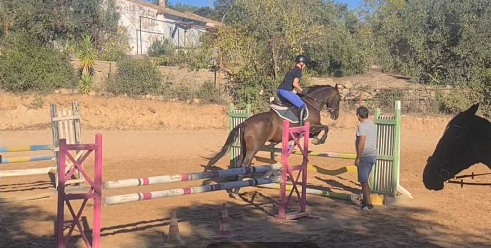 Égua muito mansa e bem treinada no Algarve