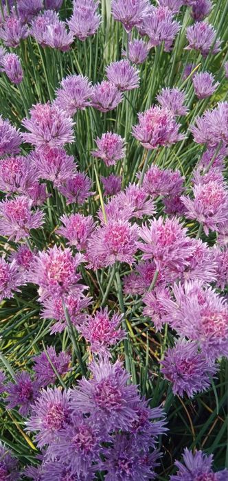 Іриси, цибулька, алліум