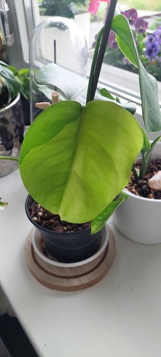 Monstera Marmorata