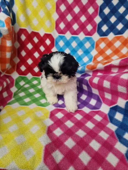 Shih-tzu samiec aktualne