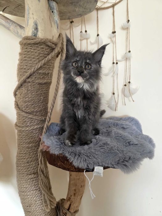 Kotka maine conn odbiór juz teraz