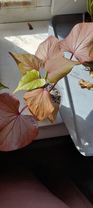 Ипомея-батат декоративный