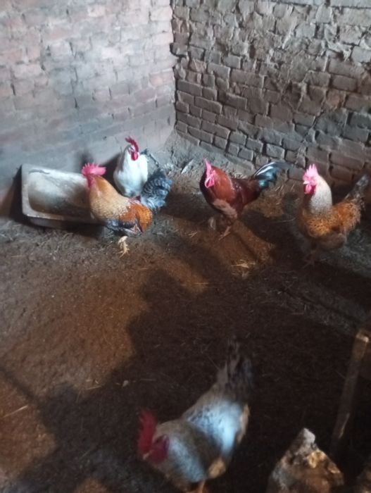 Koguty młode , duże