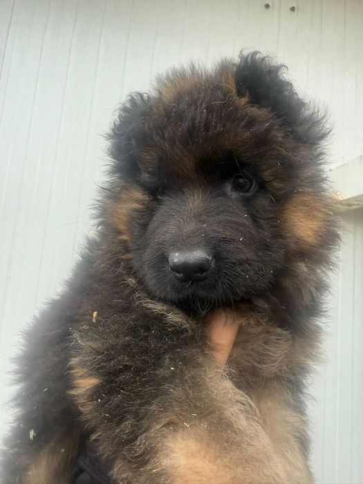 pastor alemao pelo comprido