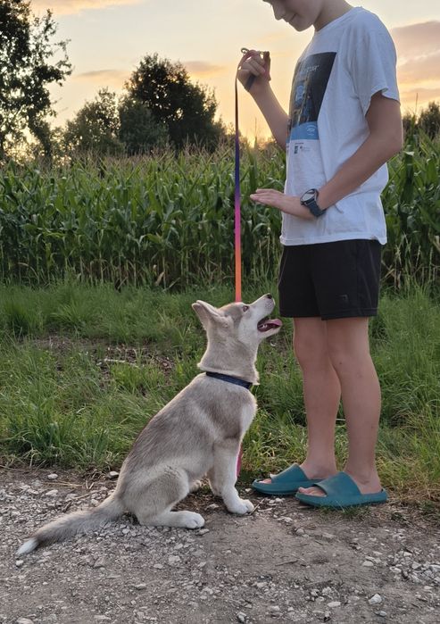 Szczeniak Siberian Husky, suczka z metryką ZKwP