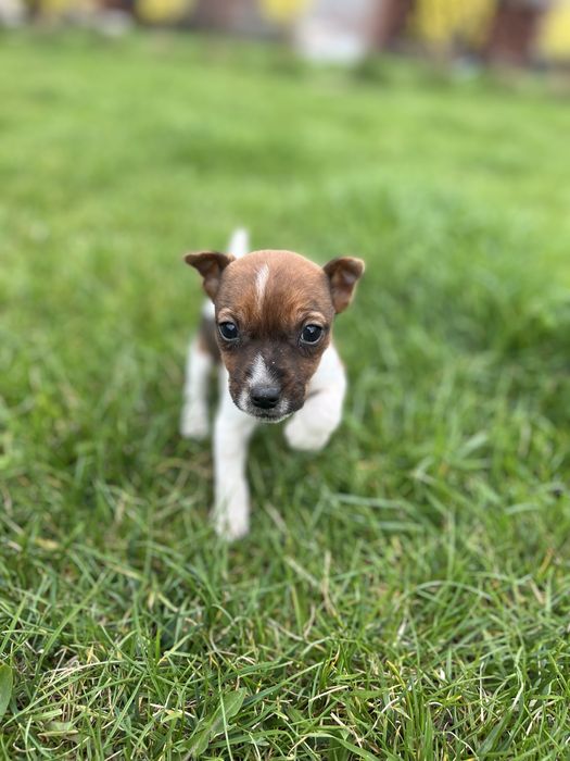 Jack Russell Terrier suczka