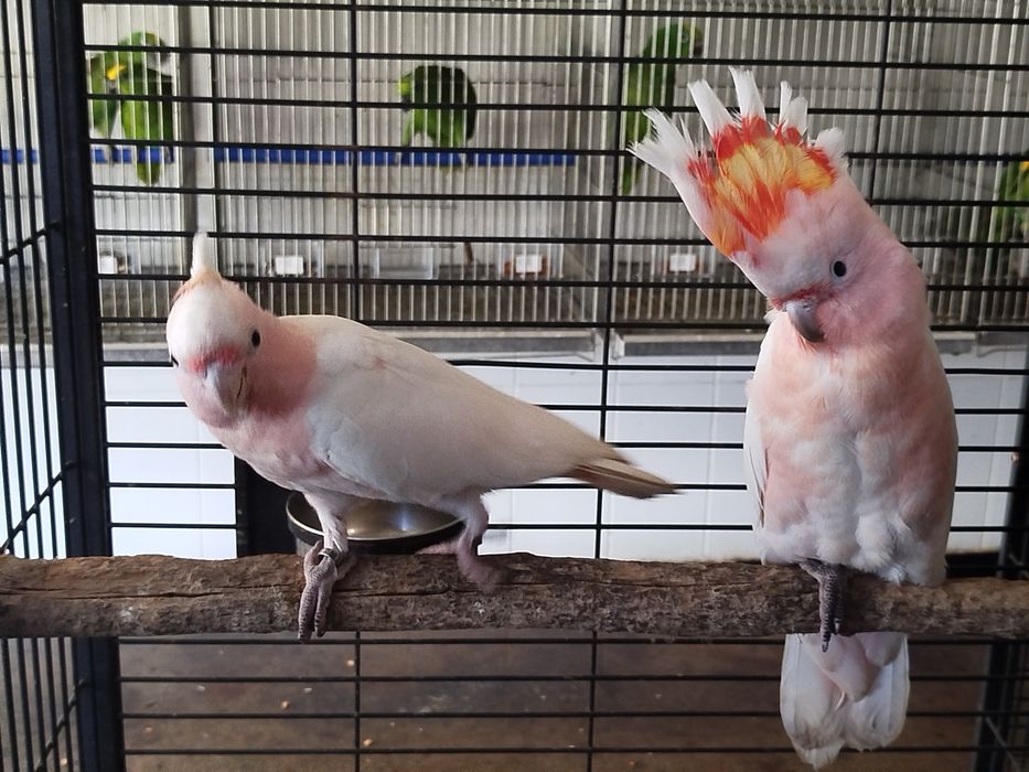 Cacatua inca ...