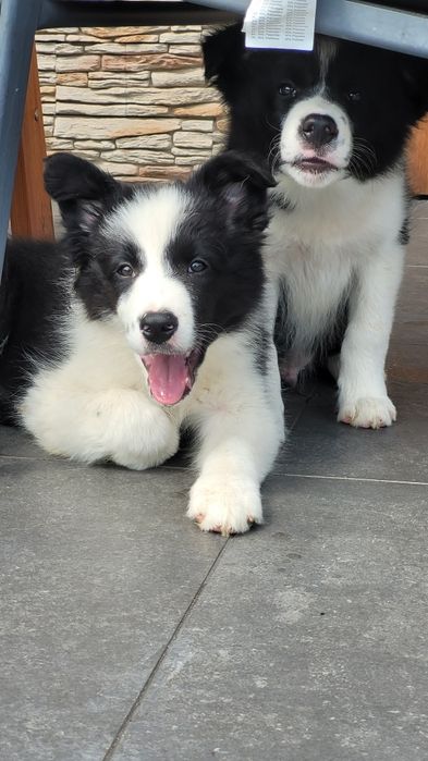 Border Collie Śliczny Maluch