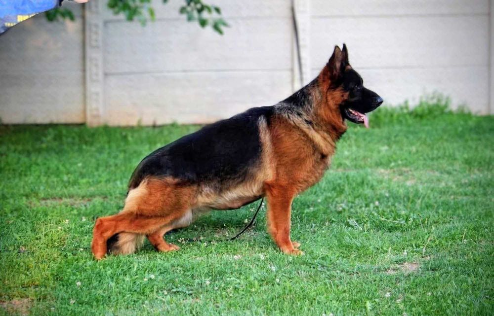 Cachorro Pastor Alemão  Linhagem Superior EMSI‑HAUS & Tigback Hof