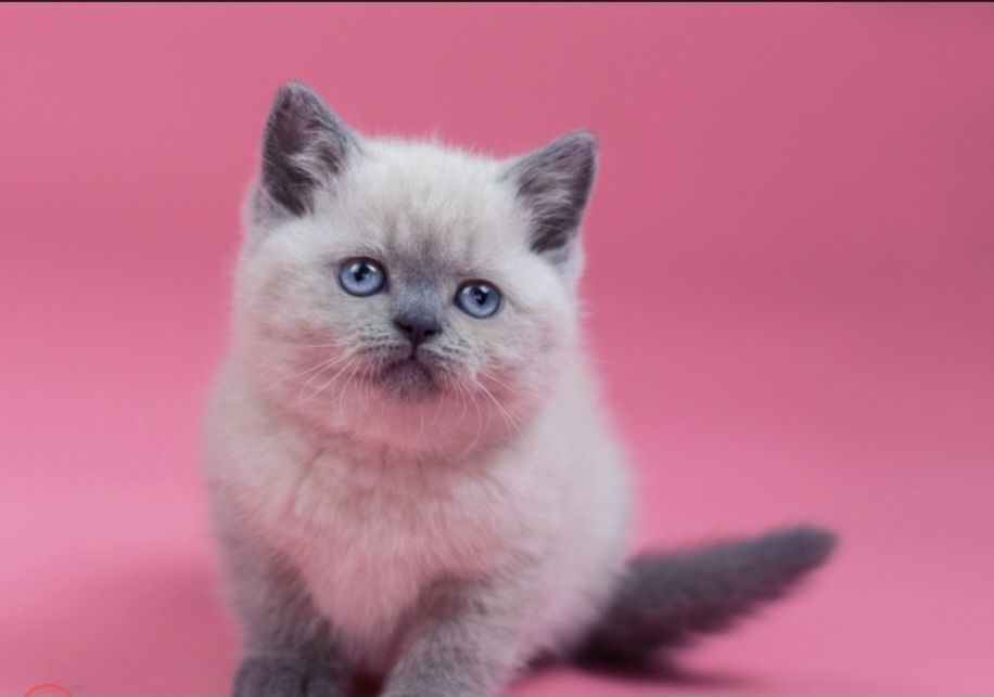 Британские котята