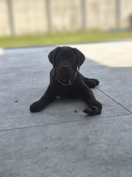 Labrador Retriver