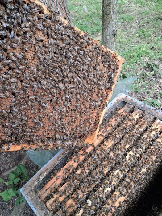 Odkłady pszczele na ramce wielkopolskiej