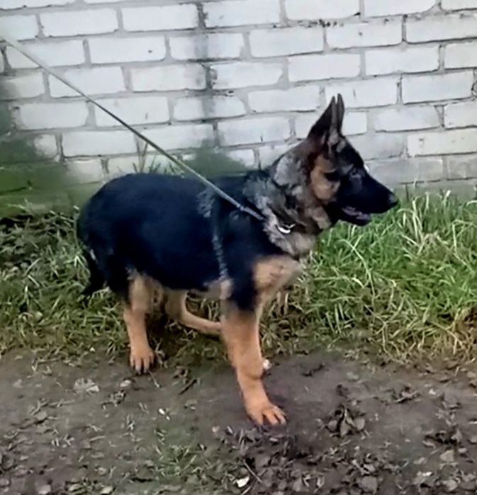 Яркая сука три месяца из питомника.