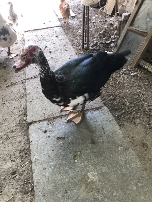 Индоутки, немецкой тяжелой породы