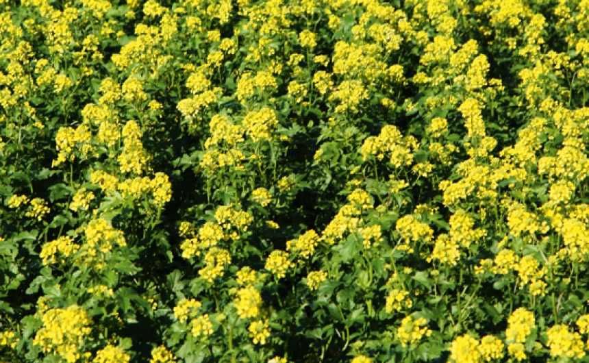 Gorczyca nasiona po centrali, poplony