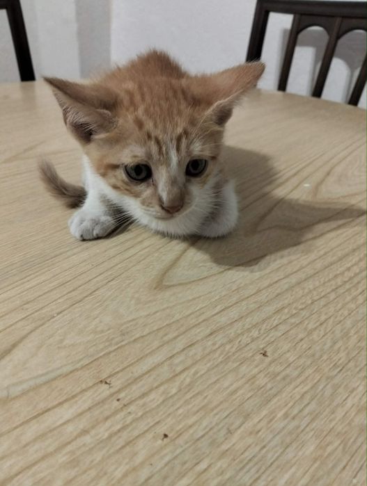 Gatinhos Para Dar