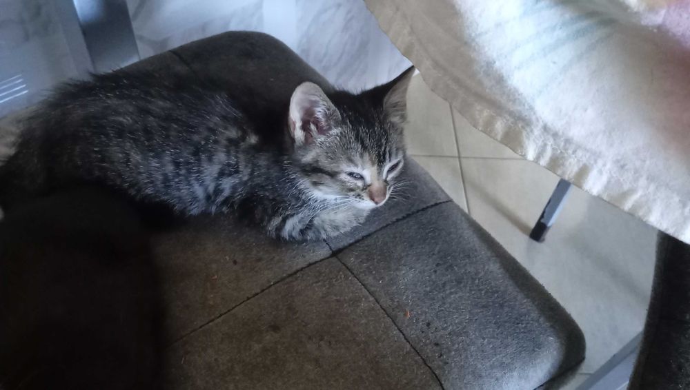 Gatinha para adocao