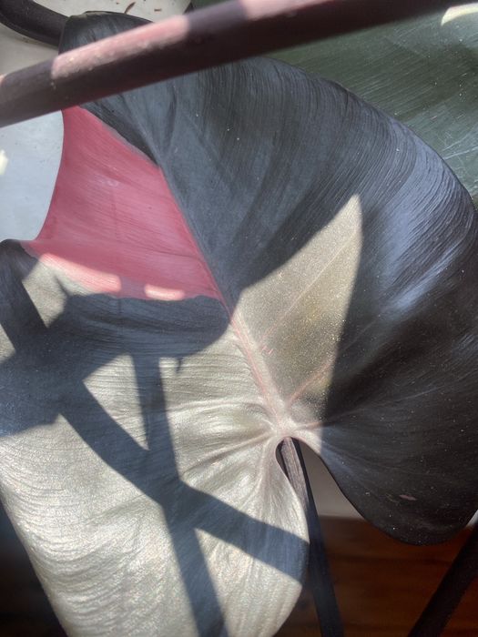 Kwiat kolekcjonerski  rododendron Pink Princess