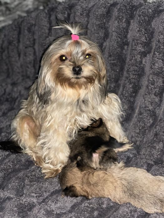 Доросла йорочка голдаст