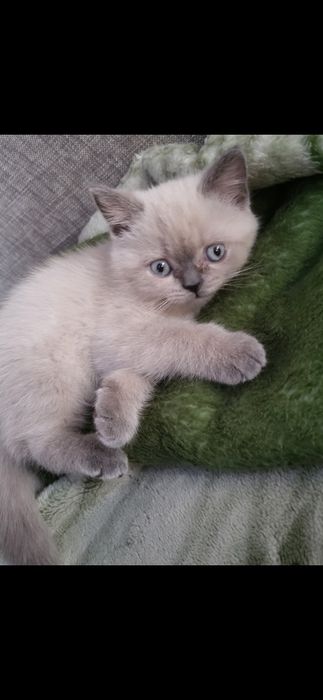 Кошенята Блю Поинт