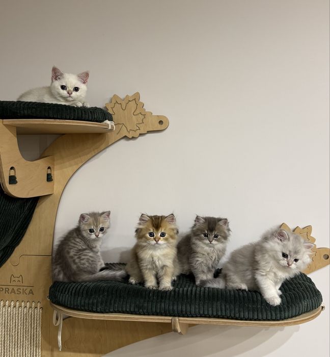 Kot kocur brytyjski długowłosy prawdziwy rodowód FIFe FPL GWARANCJA