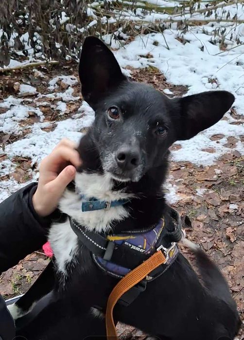 Bleki młody piesek do adopcji