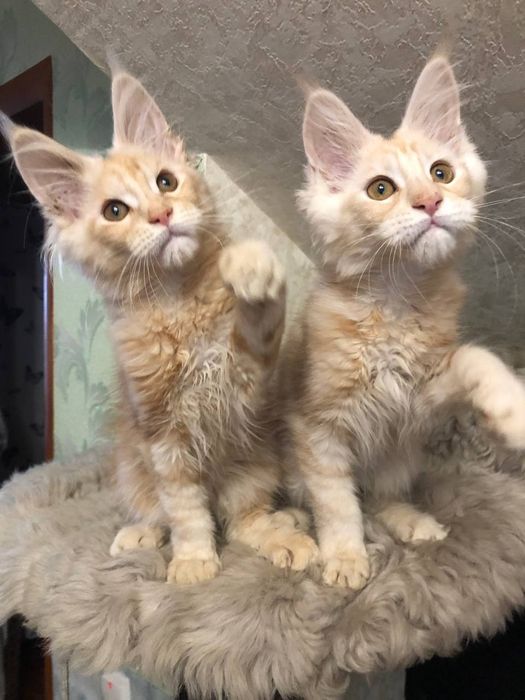 Мейн кун  рудий хлопчик і дівчинка.