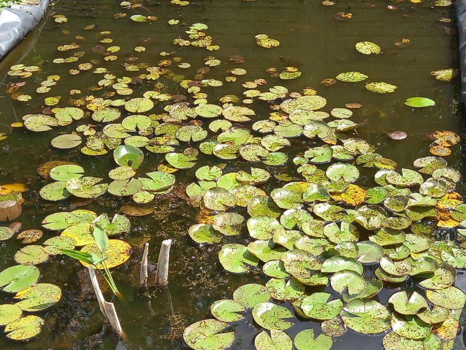 Lilie wodne z mojej uprawy i nie tylko
