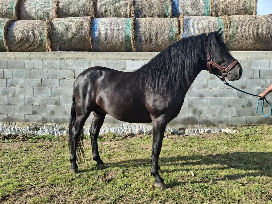 Sprzedam ogiera huculskiego z licencja