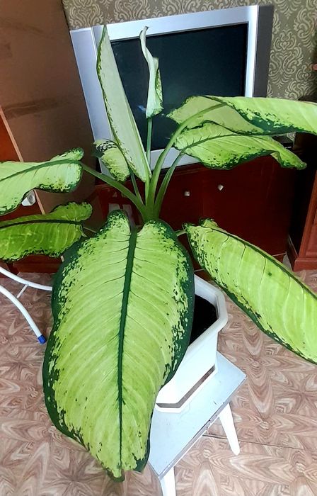 Дифенбахия 60 см