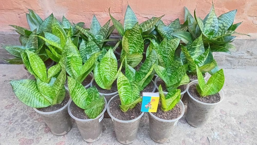 Сансевиерия Ханни.