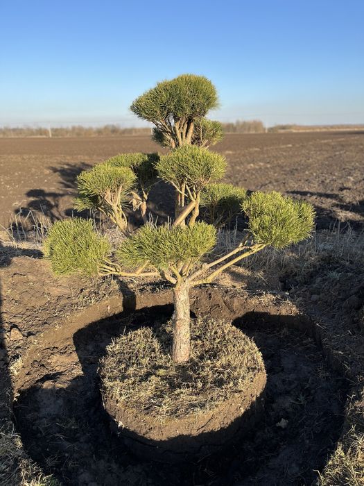 Сосна нівакі крупномір