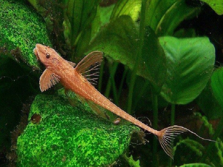 Лорикарія червона рибка акваріумна